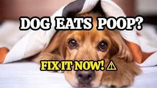 &ldquo;Stop Your Dog From Eating Poop &mdash; Simple Remedies&rdquo; ✅.