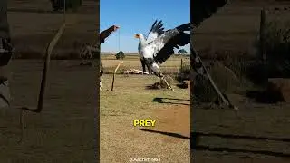 SNAKE STOMPER: MEET THE SECRETARY BIRD