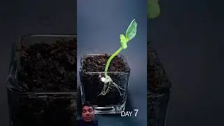 #gardening #beans #plants #sprouting #garden #fieldbeans #timelapse