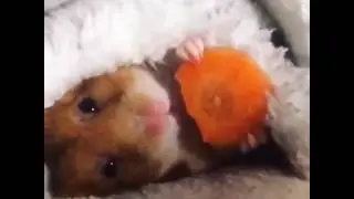 Hamster eating carrot