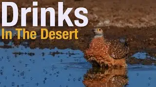 Fascinating ways desert creatures find water