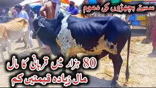 Multan Mandi Latest Update Today Routine - Janwar Mandi Update - Cow Mandi 2023 - Qurbani Rate 2023