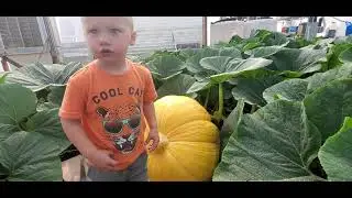 7/11/21 Giant pumpkin disaster!