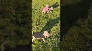 Weimaraner puppies first time outside 💕#animals #love #doglover #pets #puppy