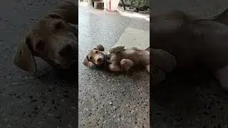 இவனுக்கு வேற வேலையே இல்லை#short speed #trending  #comedy