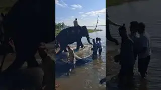 Sakrebyle Elephant Camp 🐘🐘| kannada vlog| youtube video  