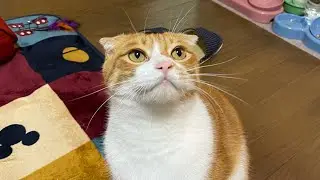 スコティッシュ『スコ座り』まるでおじさん！