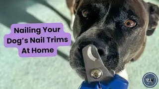 How to Safely Cut Your Dog&rsquo;s Nails at Home | Easy Nail Trimming Tips for Beginners