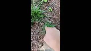Transplant wild grass to your lawn's bald spots- forever