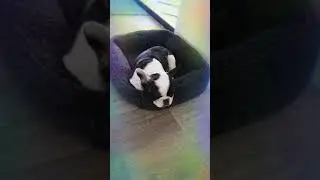 my new dog is snoring 💞💖💖💞