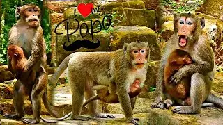 Protective Caring Papa, Papa Rush To Take Little Monkey When He Doesn't Anyone To Disturb