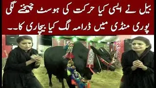 Embarrassing Moment For Host in Cow Mandi ||Must watch