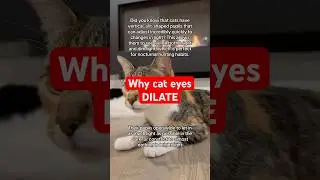 Did you know this #catfact 🤯 #cats #catlove #kitty #kitten #cutecats