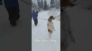 Walking my dog through the winter wonderland #adorabledog #mustlovedogs #dogslife