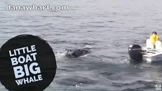 Gray Whales court boats in Orange County