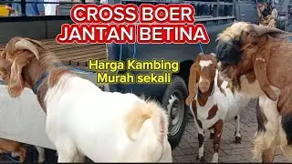 UPDATE HARGA KAMBING HARI INI‼️SAPTU 22 NOVEMBER 2025 DI PASAR KAMBING WLINGI BLITAR HARGA HANCUR