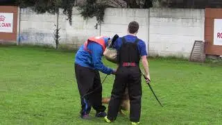 Ataque Mercurio v Sirius Herrscherhaus T I B A Agrupacion Cinologica Platense