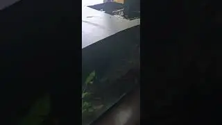 first seachem tidal 110. vibration sound normal?