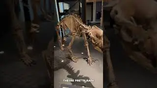 CRAZY Ice Age Fossils in the Netherlands!🤯
