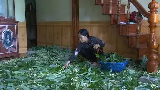 Tuyên Hoá hiệu quả từ nuôi tằm ăn lá sắn