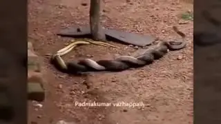 Real Naag Nagin Dance - नाग नागिन नृत्य - Real Snake Dance At Forest - Snake Dance