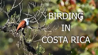 BIRDS OF ARENAL, COSTA RICA,  4k