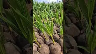 8879307716/8830040793 #gurranted Naked coconut #Naked coconut plants #Coconut Nursery #Naral seeds