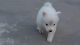 Finally name select ho gya 🐶&hearts;️