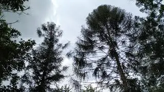 Why Bunya Bunya Pine (Araucaria bidwillii) has no fruits in Borneo?