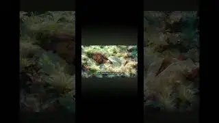 #jesus #jesuschrist #love #god #faith #bible #shortsvideo #shortsviral #shortvideo #shorts #short 😇