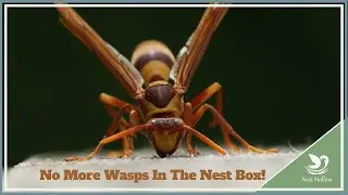 Prevent Wasps In Your Bluebird & Chickadee Nest Boxes!