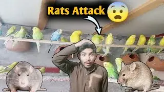 Rat 🐀 Attack on My Parrots 😥|| Hassaan Mueed 
