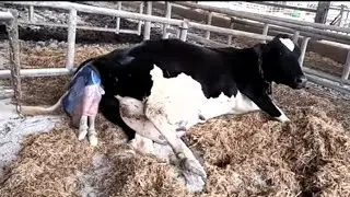 How a Cow Gives Birth to a Baby | Farmer Life  New Cow Baby Born | #dairyfarm #animals #cow #farming