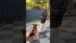 Dog Training Come here &  Wait 😎