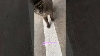 #catsofyoutube #cat #feralcat #chat #straycat #goodmorning #great #communitycats