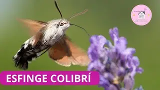 &iexcl;La Esfinge Colibr&iacute; y sus 5 caracter&iacute;sticas principales! 🦋- The Hummingbird Hawk-Moth #insects