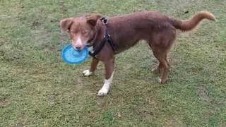 amazing acrobatic dog - tuperware lid