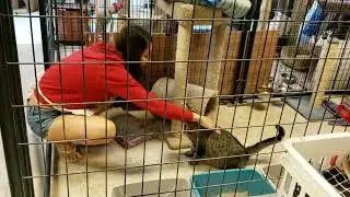 Beau rescue cat practicing 