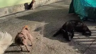 F&uuml;hren - Den Hund in der Angst halten