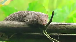 mongoose, which is a small, carnivorous mammal native to Africa, Southern Asia, and the Middle East.