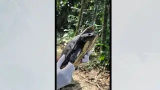 Snake-necked turtle returned to the wild after rescue and recovery