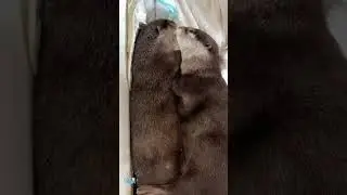И вот выдры снова легли спать #шорты