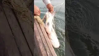 Fishing For Fun 🐠🐟 Fishing With Net 🎣🐬 Katla Fish Catching With Net 🎣🐬🐟 Silent Fishing 🎣....