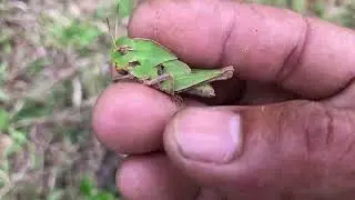 hunt baby field grasshoppers, grass-eating insects