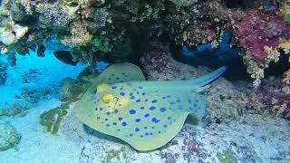 Hurgada diving 2025