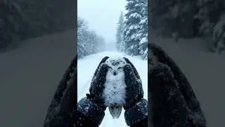 Frozen and Hungry 💔 | Snowy Owl Rescue Story  #shorts #rescue #animals #wildlife #survival  #cute