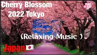 Spring in Japan Cherry Blossom Blooming (Sakura さくら)2022  Relaxing Music Tokyo, japan 🇯🇵 |ジェンやおやま
