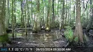 Swamp Hydrology Timelapse