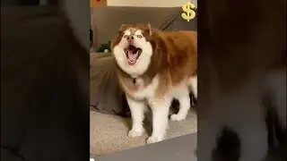funny cat and dogs ;) doing funny activity of dogs and cats for joyfull mood and relax your mind.
