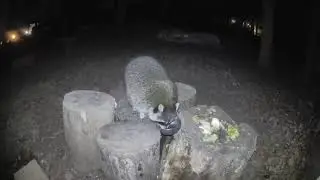 Backyard Wildlife - Raccoon
